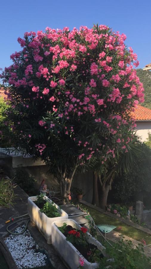 Beautiful Apartment With Garden Amelie-les-Bains-Palalda Bagian luar foto